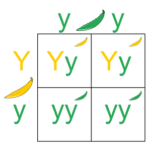 punnet-square